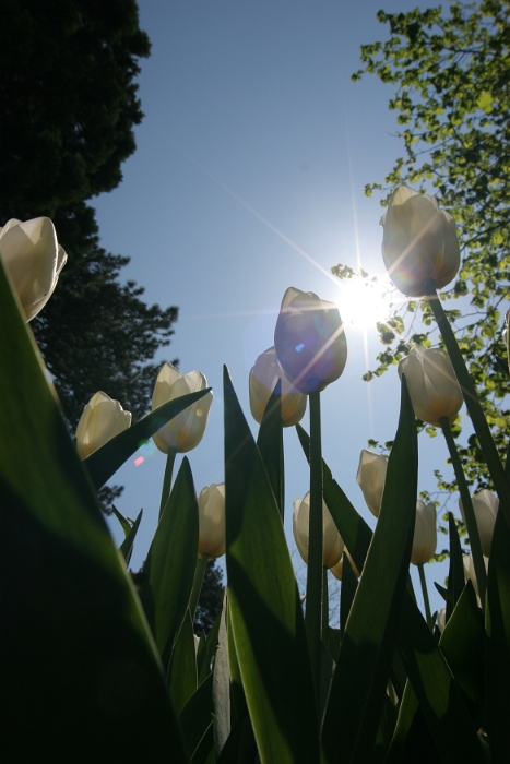 Tulipes a Morges 2007 - 015